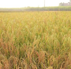 दसैँको तीन दिन भारी वर्षाको सम्भावना, किसानलाई धान नकाट्न आग्रह