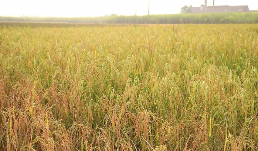 दसैँको तीन दिन भारी वर्षाको सम्भावना, किसानलाई धान नकाट्न आग्रह