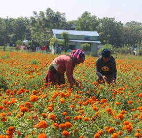 शिक्षण पेसा छाडेर फूल खेती, मनग्य आम्दानी