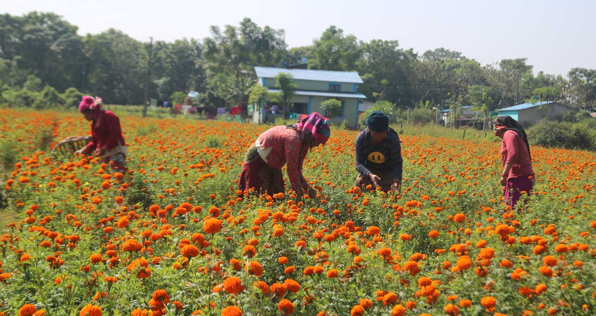 शिक्षण पेसा छाडेर फूल खेती, मनग्य आम्दानी