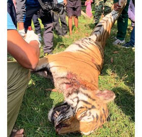 बर्दियामा पाटे बाघ मृत भेटियो