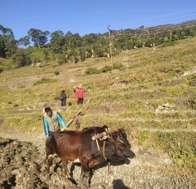 बाजुरा:-दल प्रचारमा मतदाता खेतवारीमा ब्यस्त