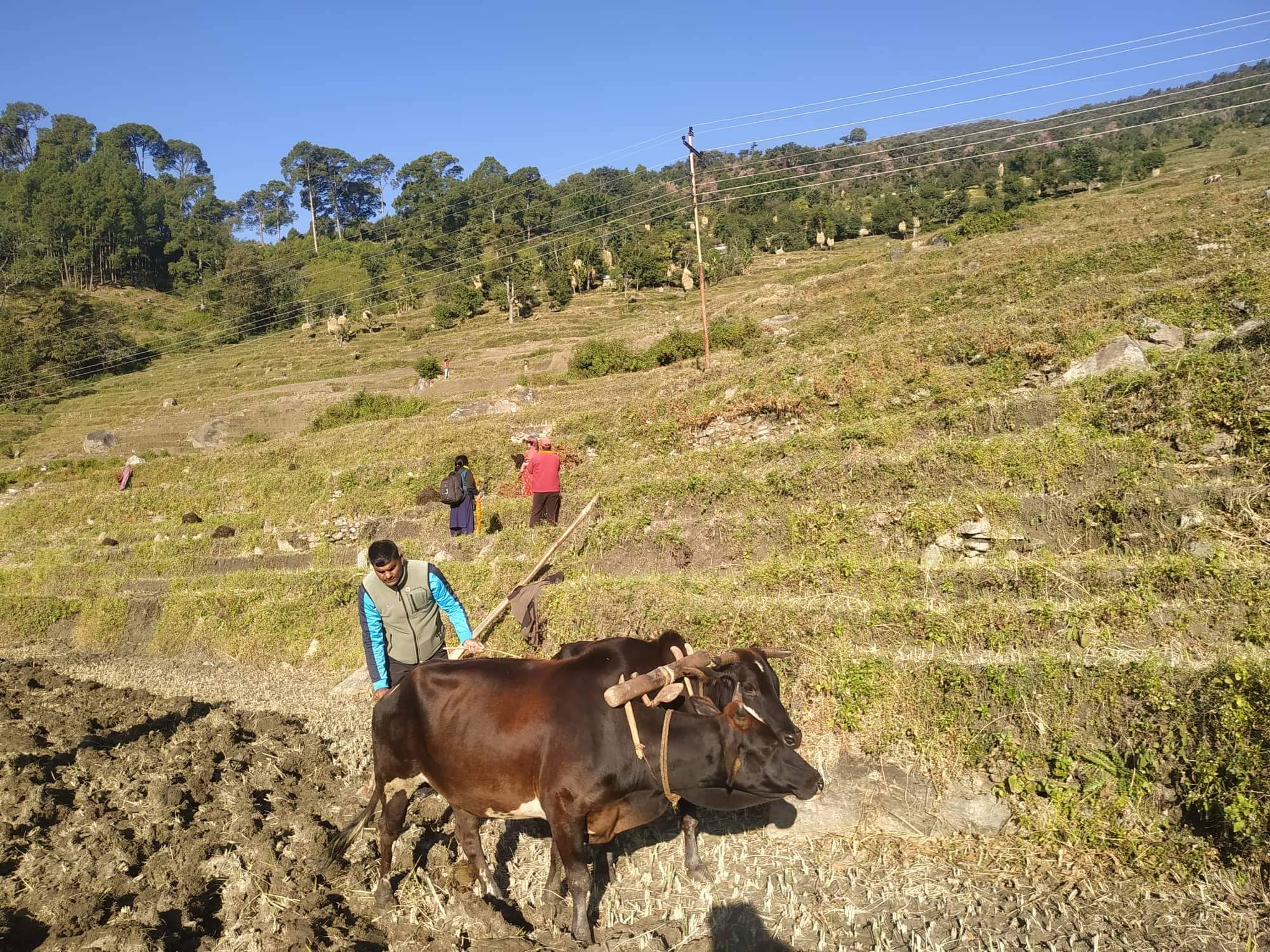 बाजुरा:-दल प्रचारमा मतदाता खेतवारीमा ब्यस्त