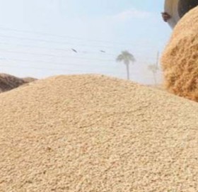 भारतले दियो धान निर्यातमा छुट