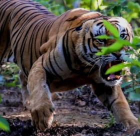 कञ्चनपुरमा बाख्रा चराउन गएकी महिलामाथि बाघको आक्रमण