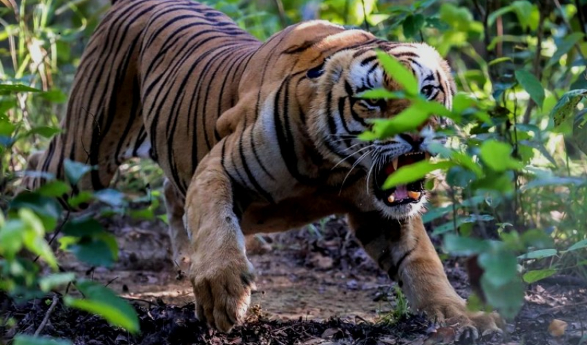 कञ्चनपुरमा बाख्रा चराउन गएकी महिलामाथि बाघको आक्रमण