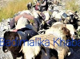 बाजुराका भेडा व्यवसायी चिसो छल्न बेँसी झर्दै