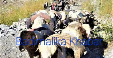 बाजुराका भेडा व्यवसायी चिसो छल्न बेँसी झर्दै