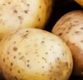 संसारकै महँगो आलु, एक किलो किन्न खर्चिनुपर्छ ८० हजार रुपैयाँ