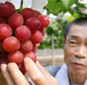 यो हो संसारकै महँगो अंगुर, एउटै दानाको मूल्य ६० हजार