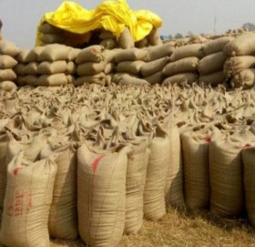 कैलालीमा सरकारी कोटाको धान खरिद सुरु