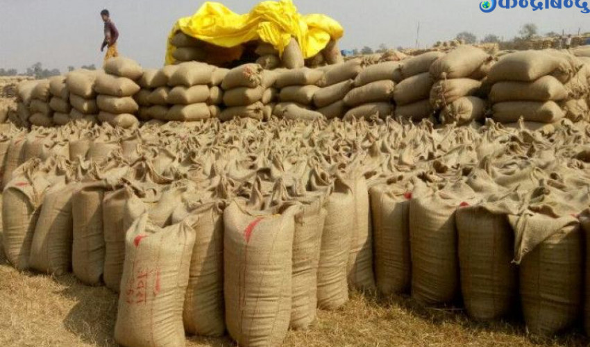 कैलालीमा सरकारी कोटाको धान खरिद सुरु