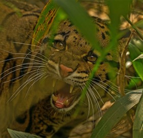 लोप हुन थालेका चितुवा भेटिन थाले