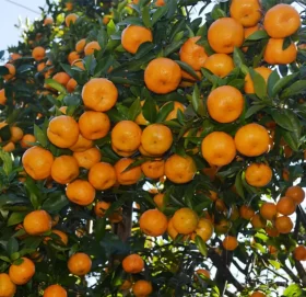 गुल्मीमा सुन्तला खाने र बोकेर दौड्ने प्रतियोगिता