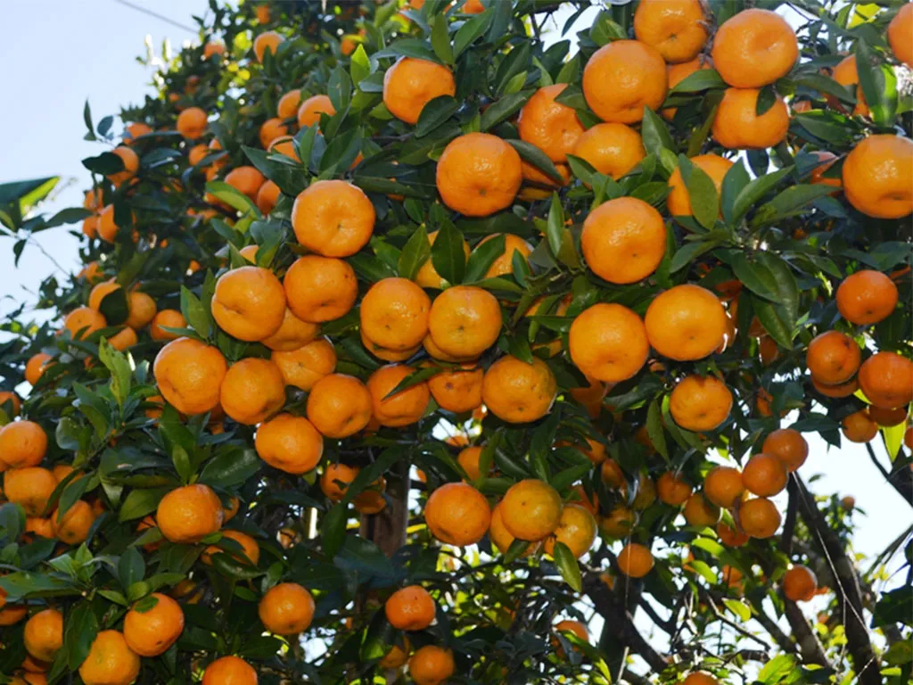 गुल्मीमा सुन्तला खाने र बोकेर दौड्ने प्रतियोगिता