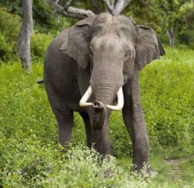 कञ्चनपुरमा हात्तिको आक्रमणबाट महिला घाइते