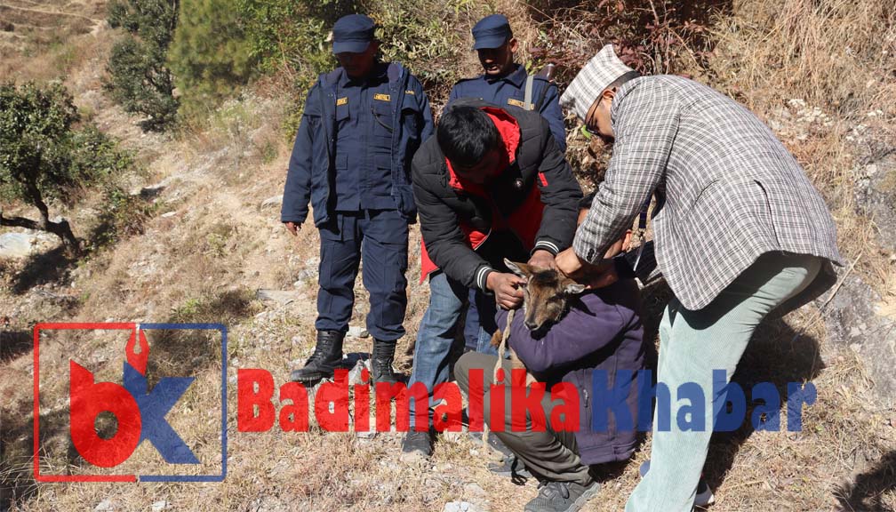 स्थानियले फेला पारेको घोरेल जंगलमा छाडीयो