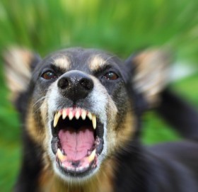 बौलाहा कुकुरको टोकाइबाट २५ जना घाइते