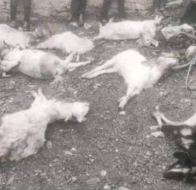 बझाङमा बाघ आक्रमण : १० वटा बाख्रा मार्याे