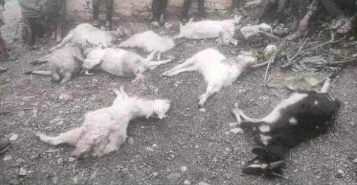 बझाङमा बाघ आक्रमण : १० वटा बाख्रा मार्याे