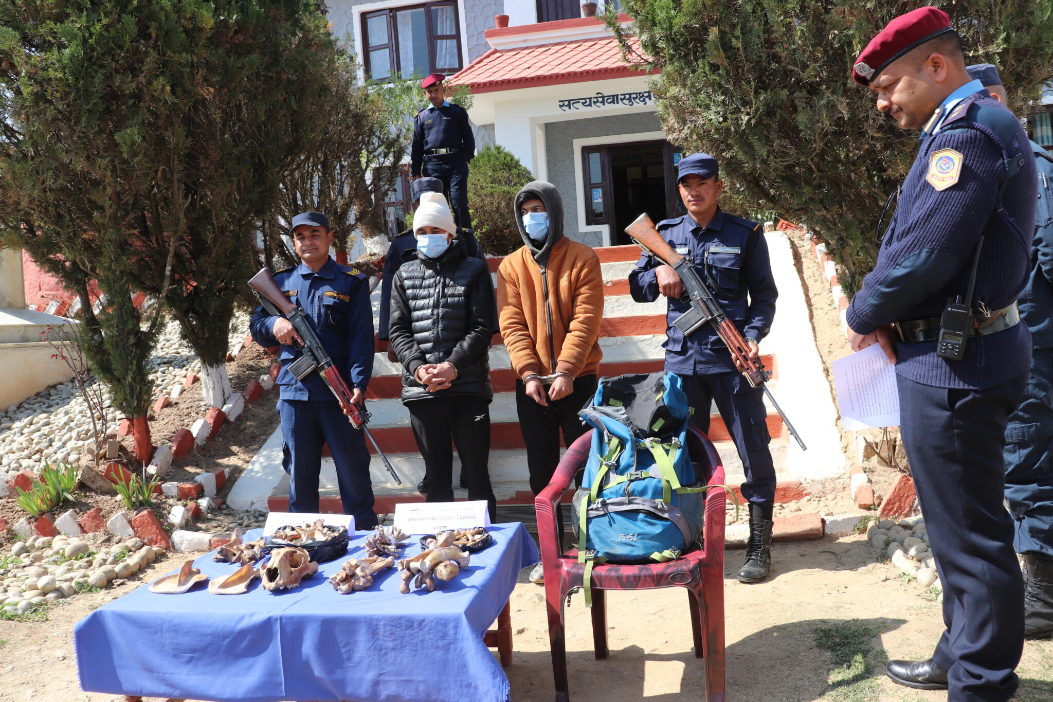 बाजुराका दुई युवक डडेल्धुरामा बाघको हड्डीसहित पक्राउ