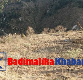 बाजुराकाे काेल्टीमा परियोजना सकिए सँगै करोडौ खर्चेको जैतुन पनि सकियो