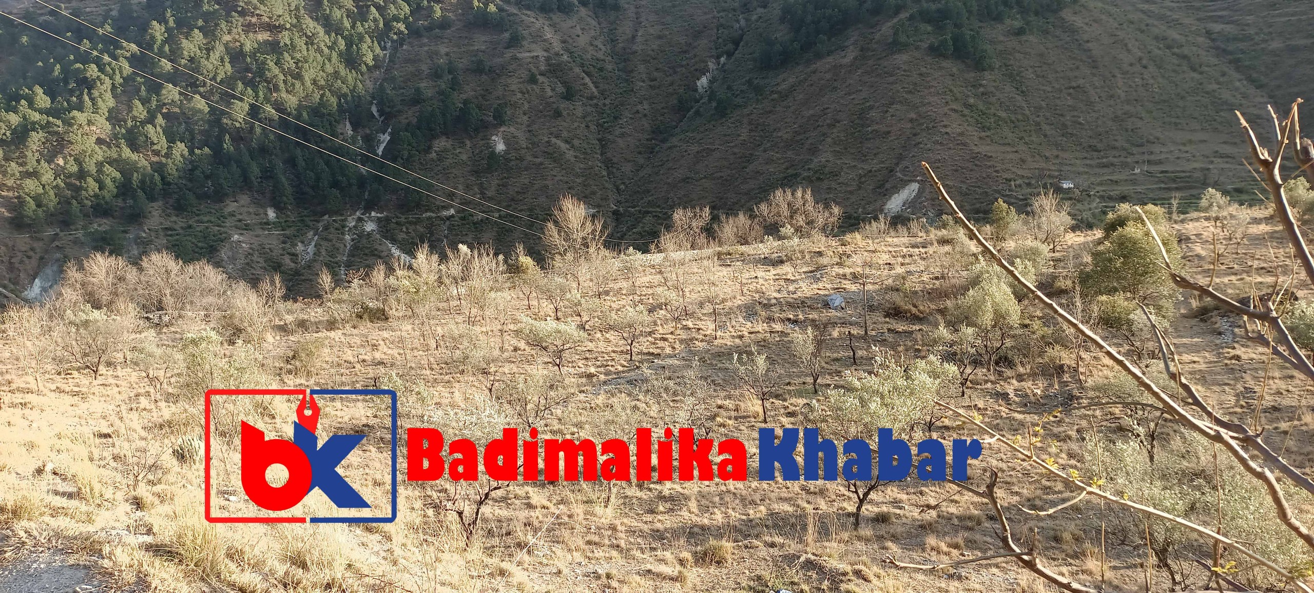 बाजुराकाे काेल्टीमा परियोजना सकिए सँगै करोडौ खर्चेको जैतुन पनि सकियो