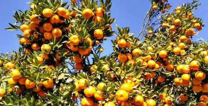 पर्वतबाट झण्डै रु ३० करोडका सुन्तला निर्यात