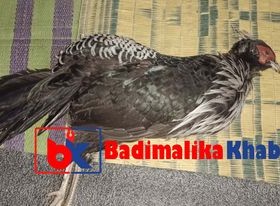 बाजुरामा खुलेआम दुलर्भ बन्यजन्तुको चोरी शिकार