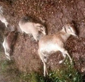 बाजुराको त्रिबेणी ९ खोयामा चट्याङ पर्दा ३ बाख्रा मरे