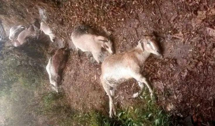 अछाममा चट्याङ लागेर गोठाला घाइते,९ बाख्रा मरे