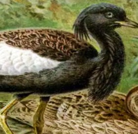 शुक्लाफाँटा निकुञ्जमा खरमजुर गणना सुरु