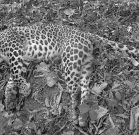 दार्चुलामा मृत चितुवा फेला