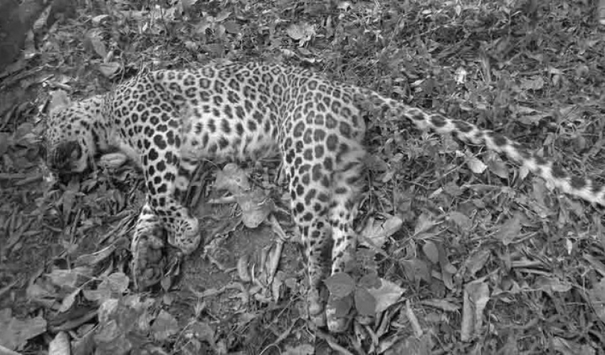 दार्चुलामा मृत चितुवा फेला