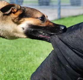 कुकुरमा ‘पार्वो भाइरस’ सङ्क्रमण देखियो