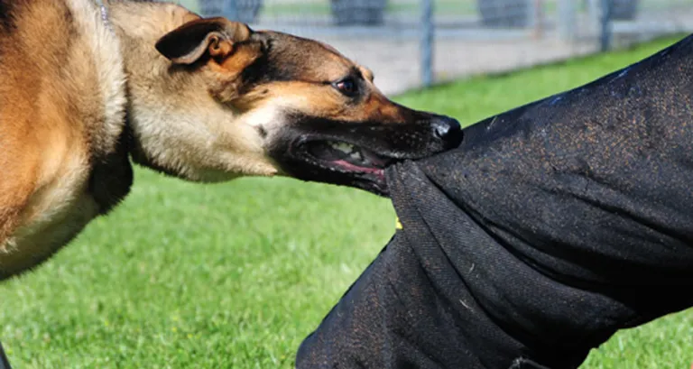 कुकुरमा ‘पार्वो भाइरस’ सङ्क्रमण देखियो