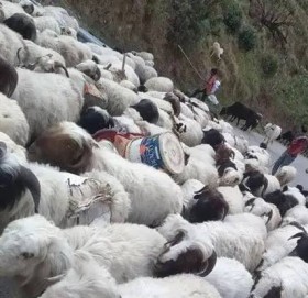 गर्मीयाम सुरु भएसँगै बाजुराका भेडापालक धमाधम फर्काइँदै भेडीगोठतिर