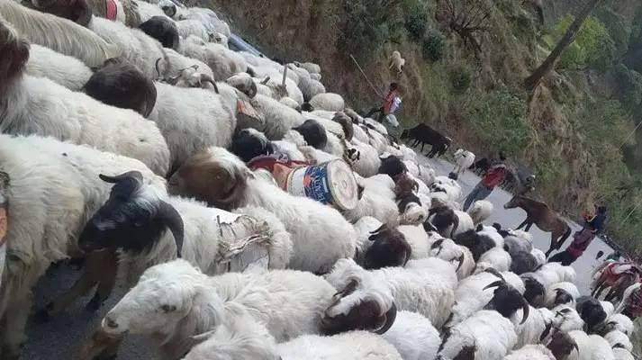 गर्मीयाम सुरु भएसँगै बाजुराका भेडापालक धमाधम फर्काइँदै भेडीगोठतिर