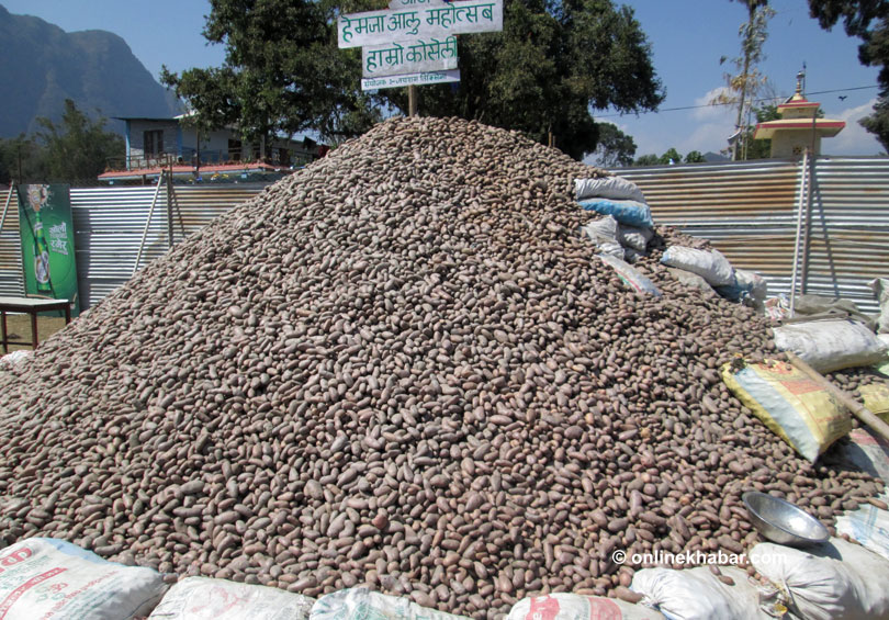 आलु महोत्सवमा पाँच करोडको आलु बिक्री