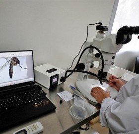 ब्राजिलमा लामखुट्टे कारखाना, अर्जेन्टिनामा बन्ध्याकरण