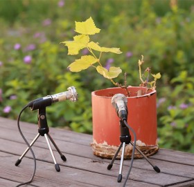 वैज्ञानिकहरूले रेकर्ड गरे बिरुवा रोएको आवाज