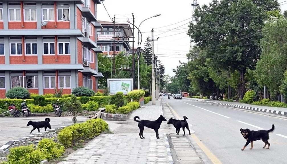 सिंहदरबारमै कुकुर व्यवस्थापनमा समस्या