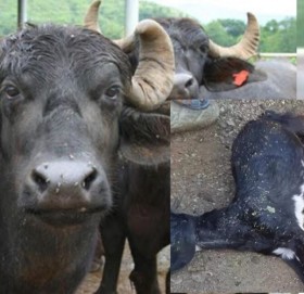 हावाहुरीसँगै परेको चट्याङले बैतडीमा ठूलो क्षति, बाख्रादेखि भैँसीसम्म मरे