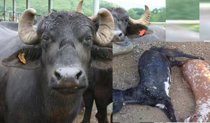 हावाहुरीसँगै परेको चट्याङले बैतडीमा ठूलो क्षति, बाख्रादेखि भैँसीसम्म मरे