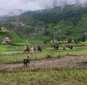 बाजुरामा पनि मनाइयाे राष्ट्रिय धान दिवस