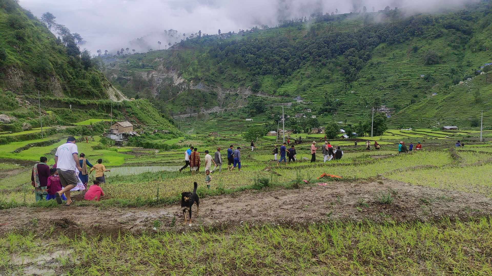 बाजुरामा पनि मनाइयाे राष्ट्रिय धान दिवस