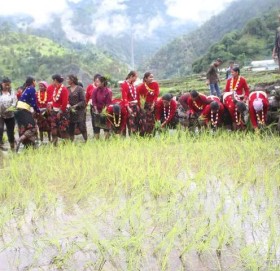 बाजुरामा ३५ प्रतिशत राेपाई