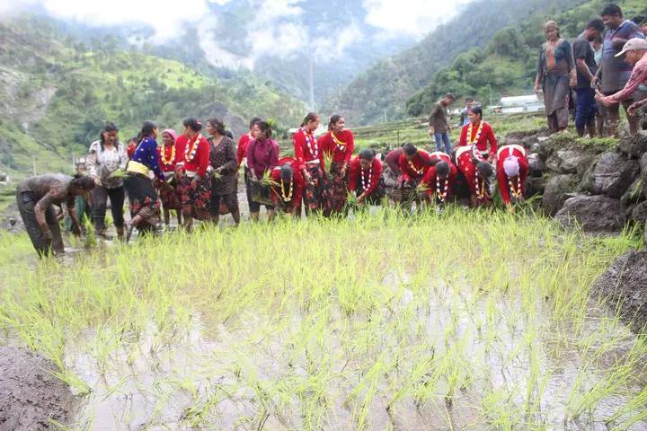 बाजुरामा ३५ प्रतिशत राेपाई