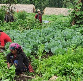 बाजुराका किसानको व्यावसायिक कृषिमा आकर्षण बढ्दो