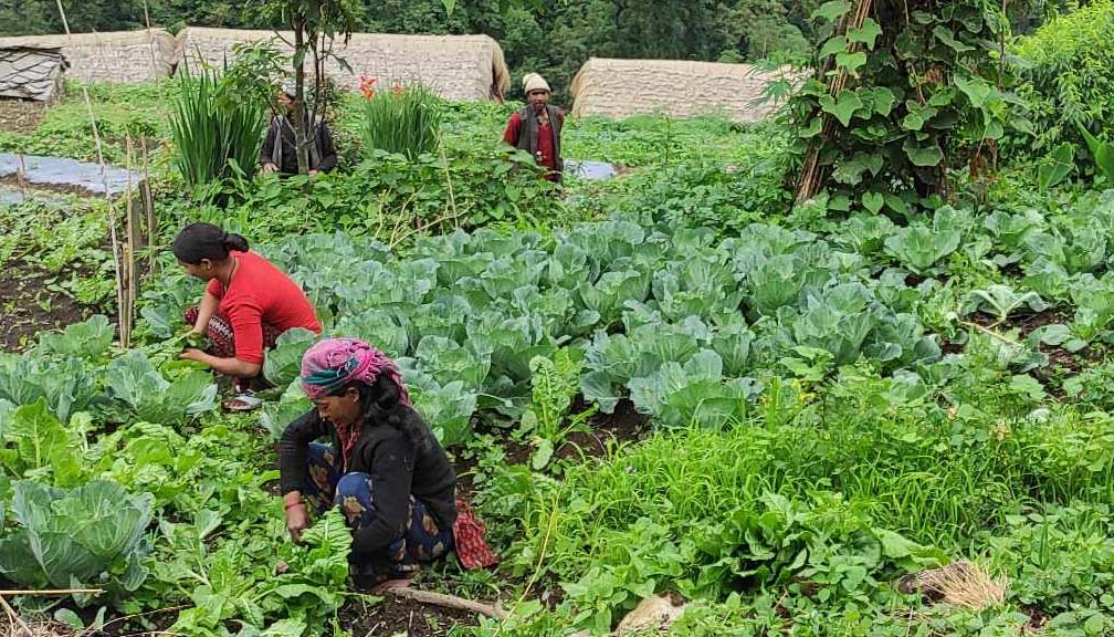 बाजुराका किसानको व्यावसायिक कृषिमा आकर्षण बढ्दो